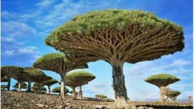 صورة أندر شجرة بالعالم في اليمن تنزف سائلاً أحمر كالدم