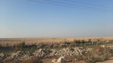 صورة الأهوار العراقية تلفظ أنفاسها الأخيرة.. دعوات لإنقاذها من الجفاف