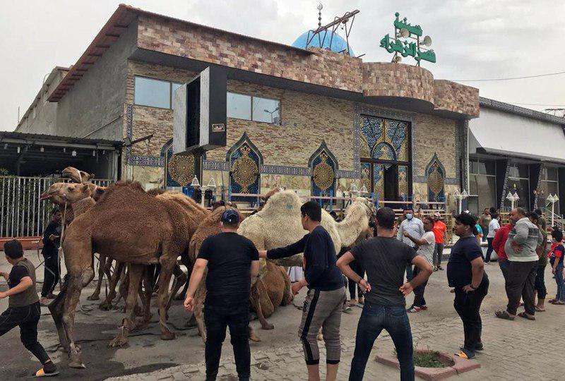 Photo of Shirazi institutions in Baghdad and Beirut sacrifice camels and distribute them to poor families