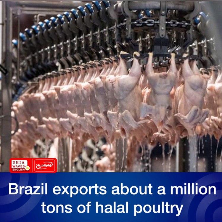 Photo of Brazil exports about a million tons of halal poultry