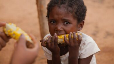 Photo of FAO: 193 million people in Africa and the world have lost their food security