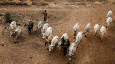 Photo of Suspected militants kill 17 herders in northeast Nigeria