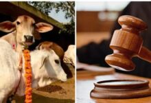 Photo of All of earth’s problems will be solved if cow slaughter is stopped, says Gujarat judge