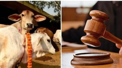 Photo of All of earth’s problems will be solved if cow slaughter is stopped, says Gujarat judge