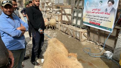 Photo of Mesbah Al-Hussein Foundation distributes sacrificial meat to needy families in Baghdad, Holy Karbala