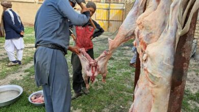 Photo of Office of Grand Ayatollah Shirazi distributes sacrificial meat to disadvantaged people in Mazar-i-Sharif