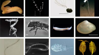 Photo of Researchers reveal identification of over 5,000 new species in Pacific