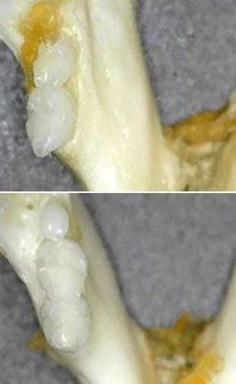 Japanese Researchers Test Drug To Regrow Teeth - Shia Waves