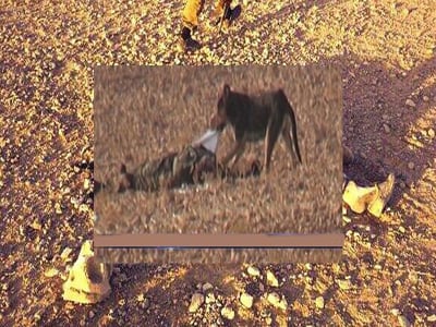 تصویر جبهة النصرة اجساد کشته شدگان را به سگها می‌دهد