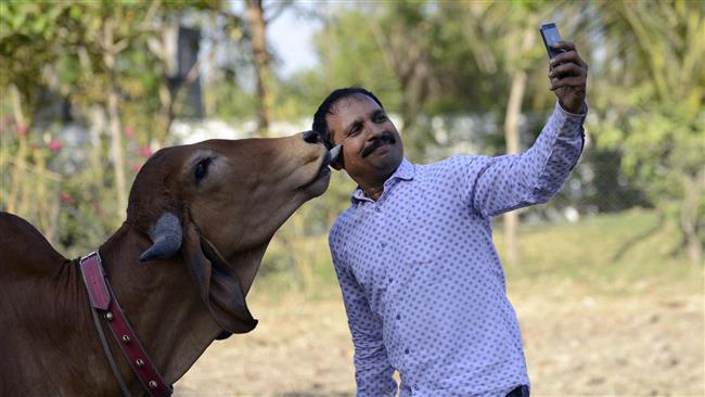 تصویر نخست وزیر هند: کشتار به بهانه ذبح گاوها را متوقف کنید