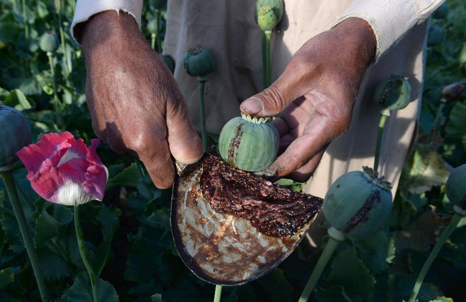 تصویر تجارت مواد مخدر توسط طالبان