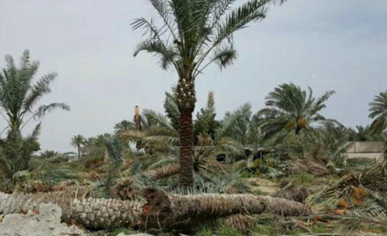 تصویر سرکوب شیعیان عربستان ادامه دارد، حمله به درختان نخل منطقه شیعه نشین در القطیف