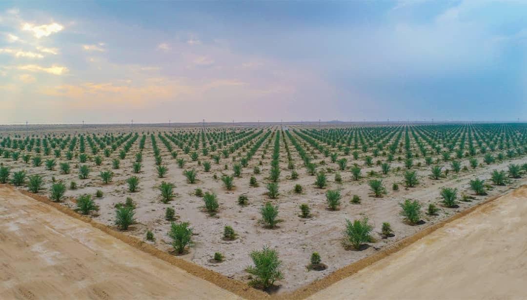 تصویر طرح کاشت 70 هزار اصله نخل در مزرعه نخل فدک
