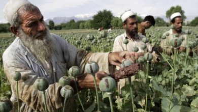 تصویر تولیدکنندگان مواد مخدر در افغانستان: با آمدن طالبان تولیدات آزاد و رو به افزایش است