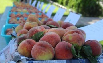 تصویر برداشت و صادرات میوه از ننگرهار افغانستان￼