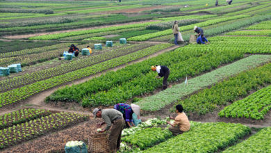 تصویر لغو مالیات بر درآمد کشاورزی توسط دولت مصر
