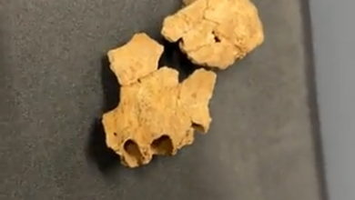 تصویر کشف فسیل چهره نخستین اروپایی