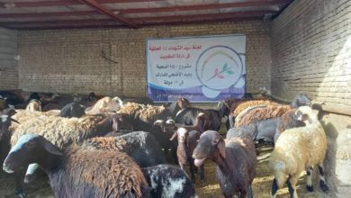 تصویر اجرای طرح ذبح 1500 رأس گوسفند در عید قربان این بار در ایران