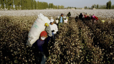 تصویر ابراز نگرانی شدید سازمان ملل درباره کار اجبار اویغورها در چین