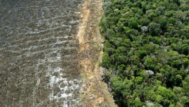 تصویر شکسته شدن رکورد جنگل زدایی در بخش برزیلی آمازون
