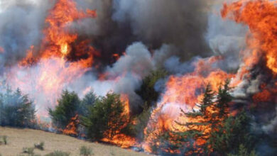 پژوهش جدید: آتش سوزی های جنگلی باعث افزایش مشکلات سلامت روان افراد می شود
