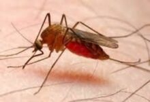 شناسایی ۲۷۰ بیمار مبتلا به مالاریا در بلوچستان