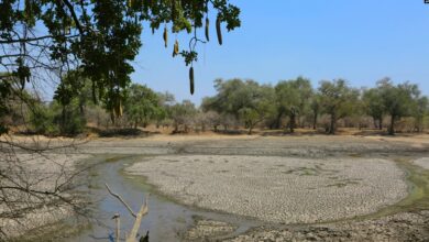 ارزیابی مقام های سازمان ملل در سفر به زامبیا از بدترین خشکسالی ۲۰ سال اخیر