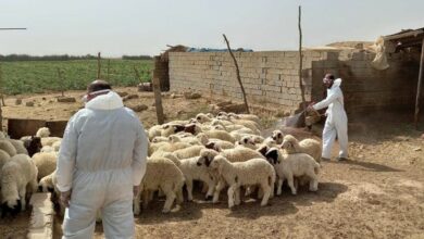 مرگ ۵ نفر در عراق بر اثر ابتلا به تب کریمه کنگو