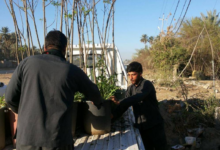 درختکاری گسترده در مسیرهای مشایه زائران اربعین