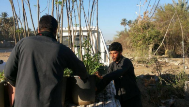 درختکاری گسترده در مسیرهای مشایه زائران اربعین