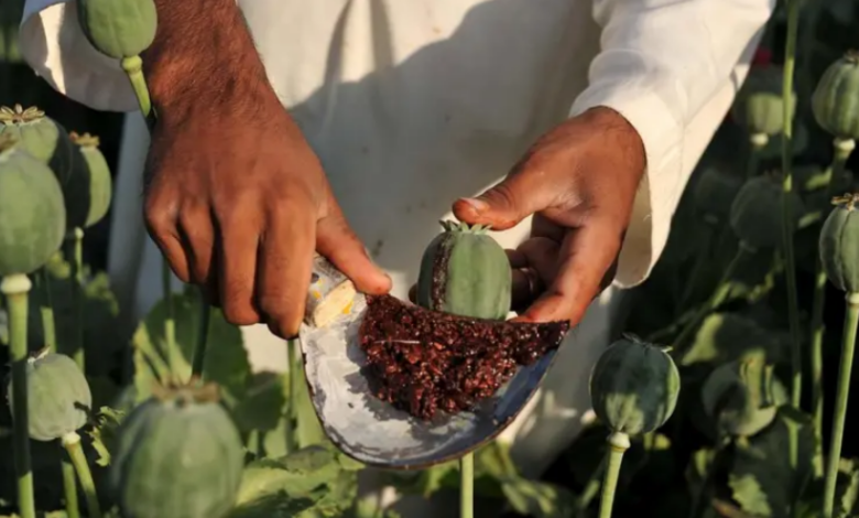 سلطه طالبان و تغییرات در جغرافیای قاچاق مواد مخدر در افغانستان