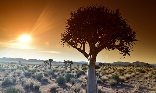 Batı Afrika'da Uluslararası İklim Değişikliği Konferansı Düzenleniyor