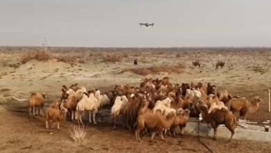 Uygurlar Deve Sürülerini Yönetmek İçin Drone Kullanıyor