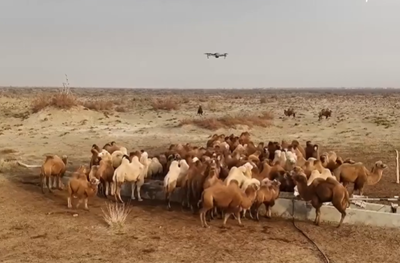 Uygurlar Deve Sürülerini Yönetmek İçin Drone Kullanıyor