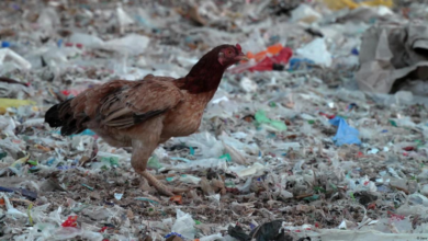 Küresel Plastik Kullanımını Azaltma Toplantısı; Fikir Birliği ve Çevresel Sorunlar