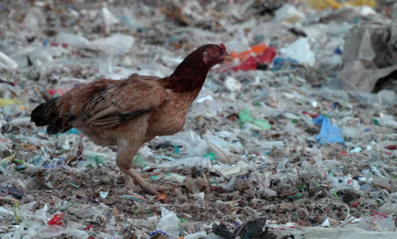 Küresel Plastik Kullanımını Azaltma Toplantısı; Fikir Birliği ve Çevresel Sorunlar